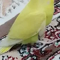 مرغ عشق|پرنده|گلبهار, شهر جدید گلبهار|دیوار