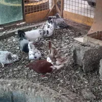 کبوتر سالم سرحال|پرنده|چاف و چمخاله, |دیوار