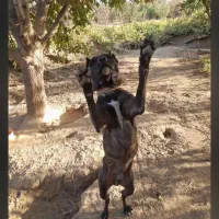 ژمن|سگ|میاندوآب, |دیوار