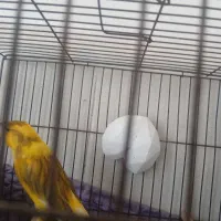 قناری نر ابلق|پرنده|ری, علایین|دیوار