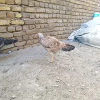 جوجه و خروس لاری ومرغ لاری|حیوانات مزرعه|تبریز, |دیوار