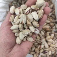 فروش ویژه پسته خشک خندان