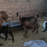 بر دورگ سرمایه|حیوانات مزرعه|کرمان, |دیوار