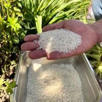 فروش برنج هاشمی (دونوج)بوجار شده