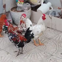 خروس گلین|حیوانات مزرعه|سنندج, |دیوار