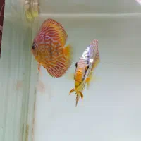 ماهی دیسکس با اکواریوم بزرگ همراه وسایل|ماهی|کرمان, |دیوار