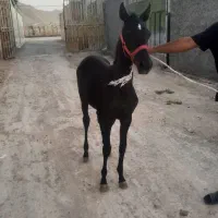 فروش اسب کرد خالص مشکی|اسب و تجهیزات اسب‌سواری|اصفهان, قهجاورستان|دیوار