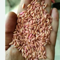 گندم سمی بزری