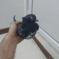 نرسیماش کاکولی درجه۱