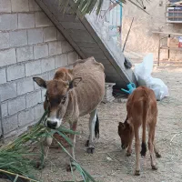 عبودی|حیوانات مزرعه|شادگان, |دیوار