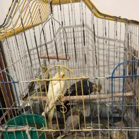 جوجه عروس 3ماهه