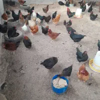 مرغ و خروس گلپایگانی تخم گذار