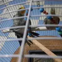 فروش یک جفت عروس هلندی سخنگو|پرنده|زهک, |دیوار