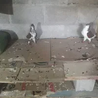 کبوتر|پرنده|جم, |دیوار