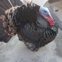 یک بقلمون  نر به فروش‌  میرسد