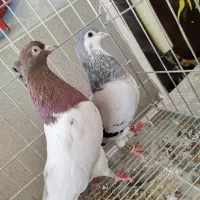 کله سرخ و ساده امری ماده