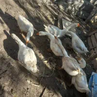 غازهای سالم و سرحال|حیوانات مزرعه|ارومیه, |دیوار