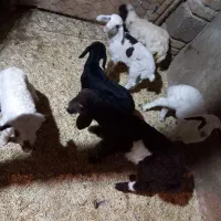 بره شیری|حیوانات مزرعه|کرمانشاه, |دیوار