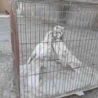 کفتر تهرونی