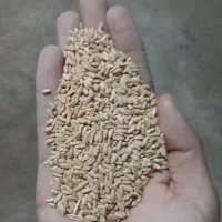 گندم دیم اذر۲ تمیز