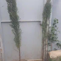 سرو شیراز ۱/۵متری|گل و گیاه طبیعی|کرج, کلاک نو|دیوار