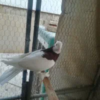 5 عدد کبوتر تزیینی|پرنده|قم, سربخش|دیوار