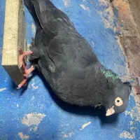 زاغ ابادانی کله ای طوقی