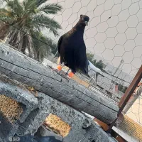 ماده سیاه دمسفید