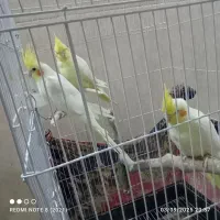 عروس هلندی لوتینو|پرنده|مشهد, همت آباد|دیوار