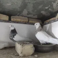 طوقی کرمانشاهی