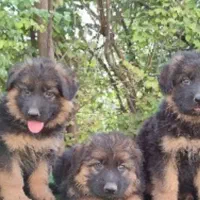 دوبرمن اروپایی قد بلند وژرمن شیانلوشولاین موبلند|سگ|تهران, شادمان|دیوار