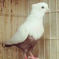 کبوتر