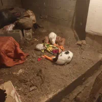 فروش خرگوش سالم|موش و خرگوش|رانکوه, |دیوار