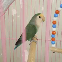 عروس هلندی و برزیلی