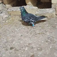 هفرنگ دم سفید نر