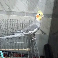 عروس هلندی نر