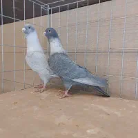 کبوتر موشی مصری طوق سفید
