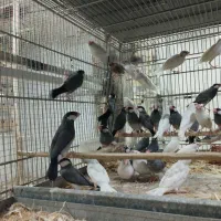 تعداد فنچ نرگسی سیلور سفید کبکی شکلاتی