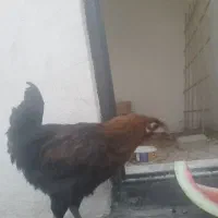 مرغ تاخچه
