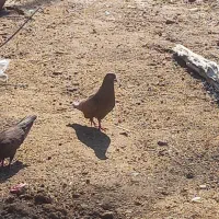 کفتر سوسنی|پرنده|امیدیه, |دیوار