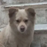 سگ پاکوتاه اشپیتز پامر