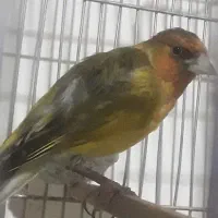 سهره قناری لر بخوان ول ول دار دهن تکمیل|پرنده|تهران, ترمینال جنوب|دیوار