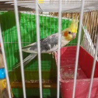 عروس هلندی نر معاوضه|پرنده|مشهد, شهید آوینی|دیوار