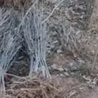 قلمه کبوده با ریشه وبدون ریشه موجود است