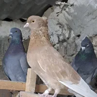 کفتر زردی و سرخ