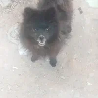 پامر عروسکی نر ۱۱ ماهه