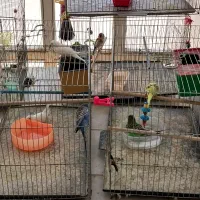 تعدادی مرغ عشق مولد همراه با جوجه