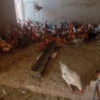 مرغ خروس گوسفند جوجه|حیوانات مزرعه|اصفهان, شهرستان|دیوار