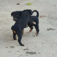 سگ  کبوت ر|سگ|خرم‌آباد, |دیوار