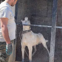 سگ نگهبان|سگ|کهریزک, |دیوار